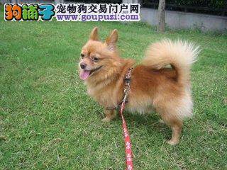 如何解决吉娃娃的低血糖问题