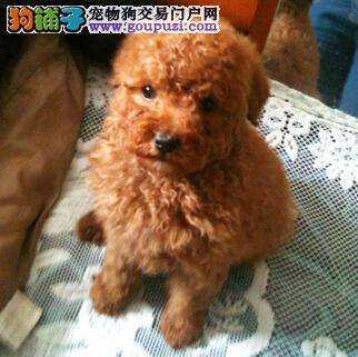 给泰迪犬自制狗粮有哪些不妥之处