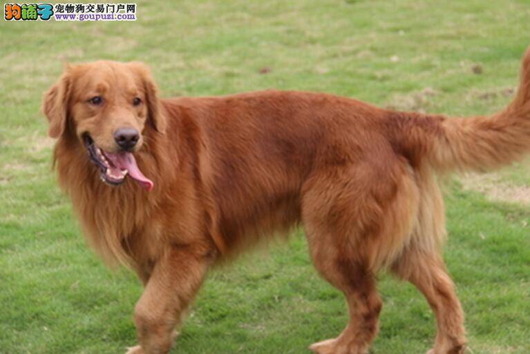 金毛犬喜欢在草地上打滚的原因