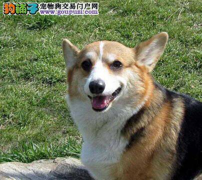 生活小宝典 柯基犬洗澡期间应注意四大项