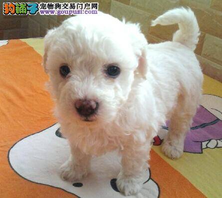 夏季护理小窍门 教你学会护理比熊犬的生活起居