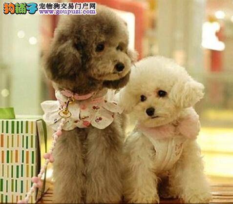 好狗粮促生长 判断贵宾犬狗粮好坏的方法