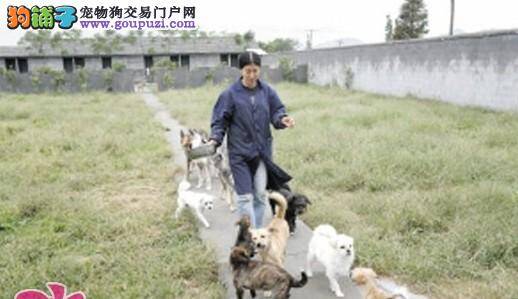 警犬训练员和流浪狗的感人故事