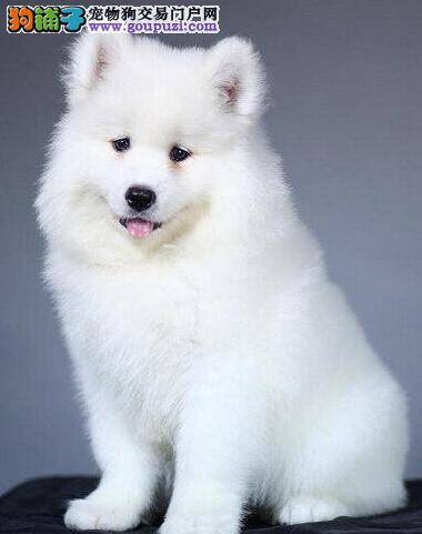 我家萨摩耶肚子总是咕咕叫是怎么了