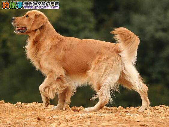 拉布拉多犬的4种基本营养需求