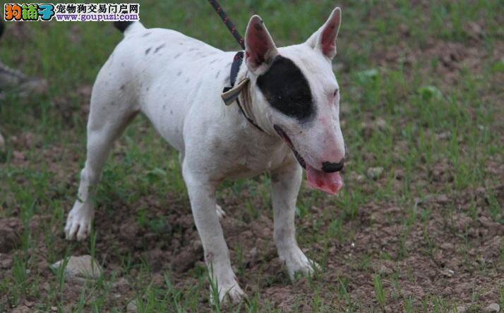 如何清理牛头梗犬的肛门腺