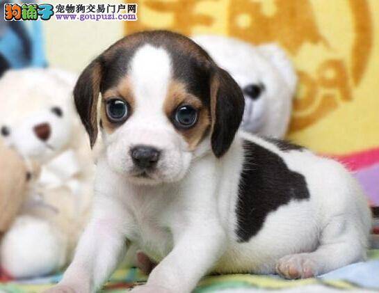 怎么教比格犬学会定点上厕所