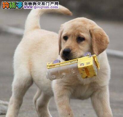 一个月的拉布拉多犬要怎么饲养才好