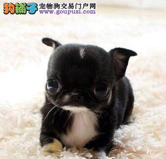 面对吉娃娃的挑食你是否知道如何纠正