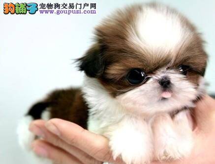 茶杯犬睡空调屋后没精神，请帮助诊断一下