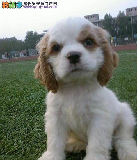 可卡犬身上有像头皮屑一样的白东西是什么东西