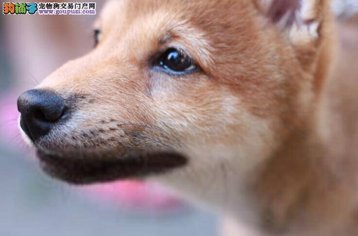 柴犬频繁排尿是出了什么问题