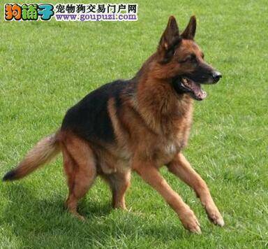 谨防训练手势不当 莫让德国牧羊犬患上了恐手症