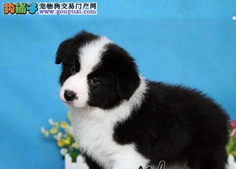 边境牧羊犬患上犬瘟热应怎样治愈