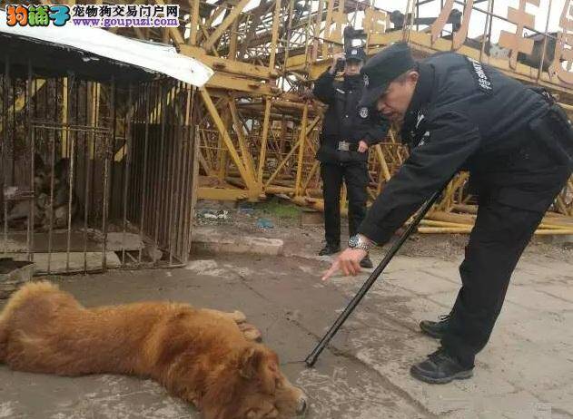 大型烈犬当街咬人，威海警察两枪击毙！