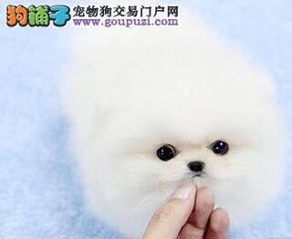 怎样通过毛色与血统看博美犬的健康情况