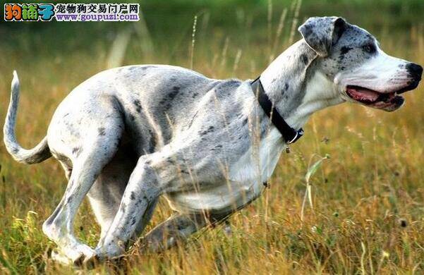 饲养一只脾气好、温柔体贴的犬，大丹犬是不错的选择