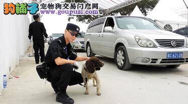 搜爆警犬既萌又可爱 工作能力强令人叹服