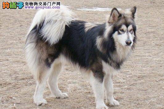 经常刷牙牙齿好 给阿拉斯加犬刷牙不容忽视