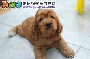 我家可卡犬发烧咳血如何是好