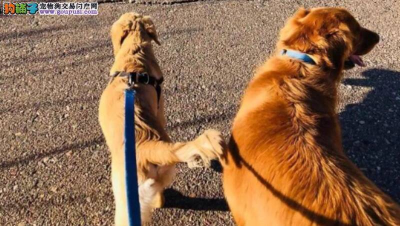 狗狗也是十分坚强的，一只金毛救了被响尾蛇咬伤的主人