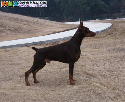 杜宾犬不活泼是否得了犬瘟热