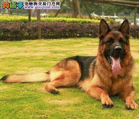 德国牧羊犬好养吗？德国牧羊犬是什么样的狗狗？