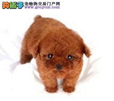 给泰迪犬接种疫苗免疫效果不佳的原因