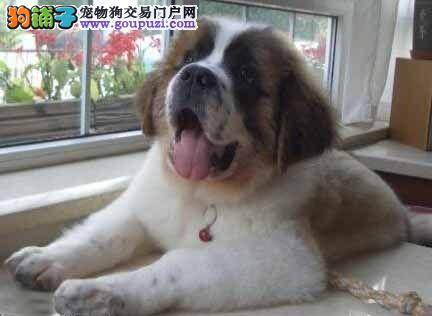 圣伯纳犬有点小便失禁应该怎么办