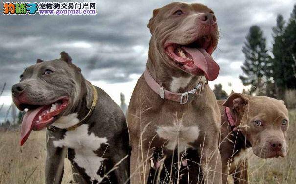 喂食比特犬蛋白质 有益身体健康