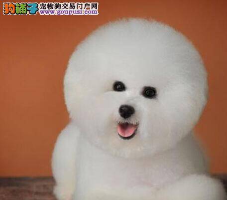 比熊犬肚子和脖子上有白色皮屑该如何治疗