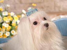 马尔济斯犬吃多后口吐白沫如何是好