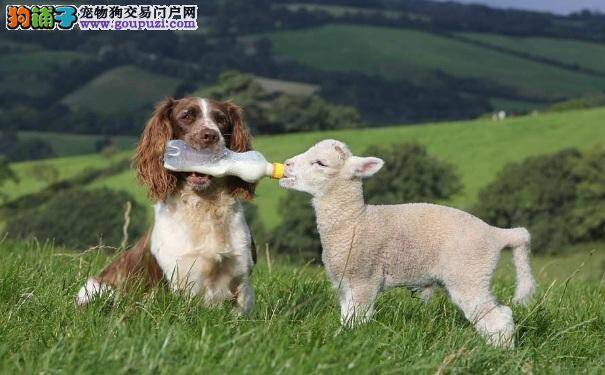 牧羊犬有哪些品种 牧羊犬的特点