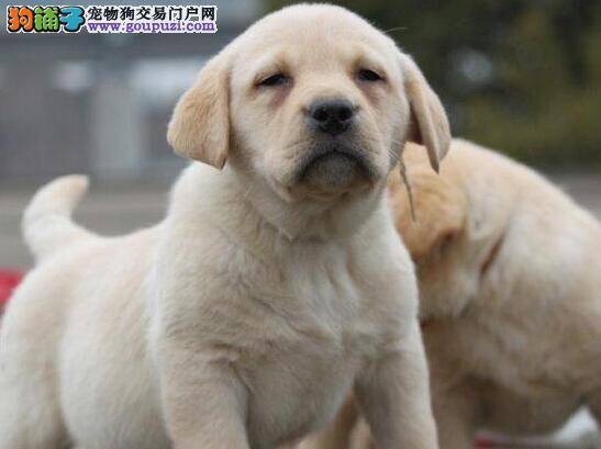 怎样照顾两个月的拉布拉多犬