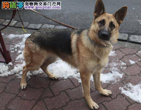 繁殖期间常识 狼狗的生殖器官构造及繁殖特点