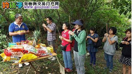 玩乐好去处!台北又一座以绿荫为主题的狗运动公园