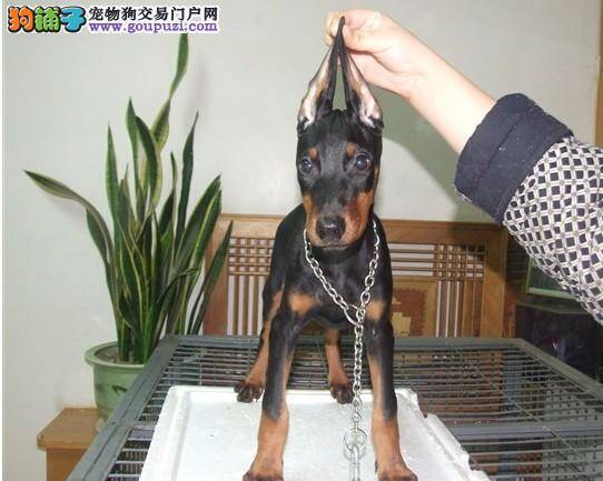 两个月的杜宾犬患上犬瘟有治疗方法吗