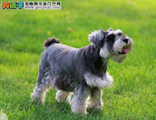 美容技术出妙招 怎样给雪纳瑞梳理毛发