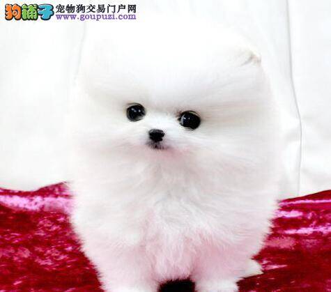 挑选博美犬我们需要注意哪些问题