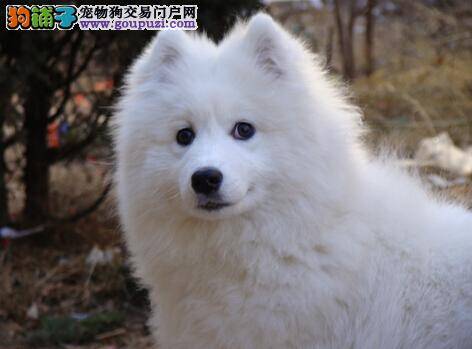 立竿见影 萨摩耶在误食灭鼠药中毒后的治疗方法