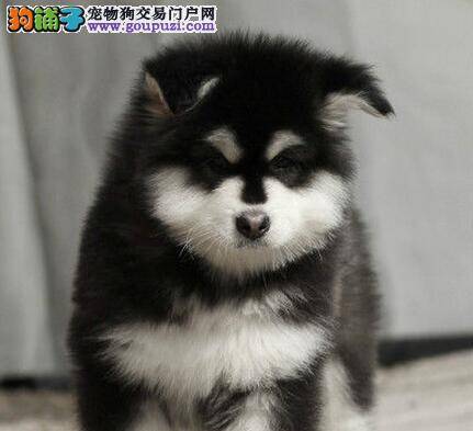 阿拉斯加犬最近不怎么吃饭是怎么了