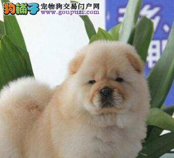 松狮犬现在拉肚子，有虫子应怎么办