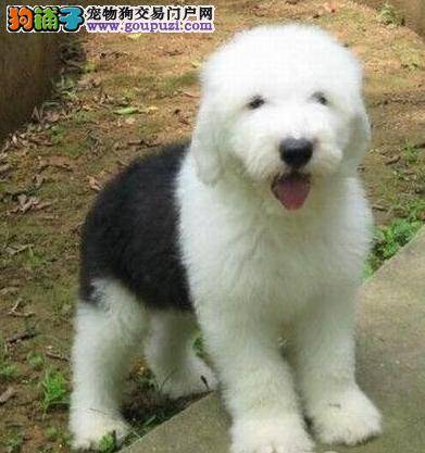 古代牧羊犬的小鸡鸡发红为什么总舔它