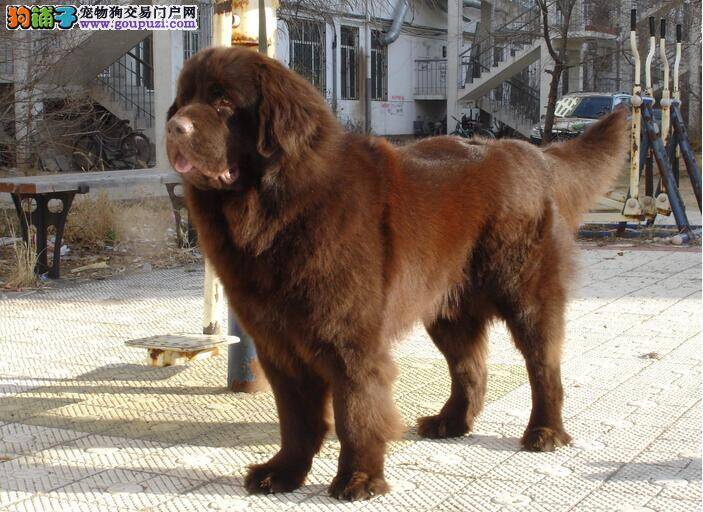 优秀的游泳能手 纽芬兰犬