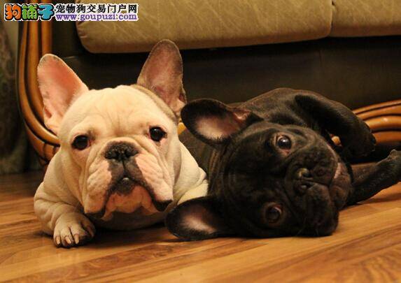 培养狗狗凶猛性 训练斗牛犬保护主人的两种方法