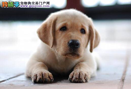 夏季防暑小贴士 天热如何避免拉布拉多犬中暑