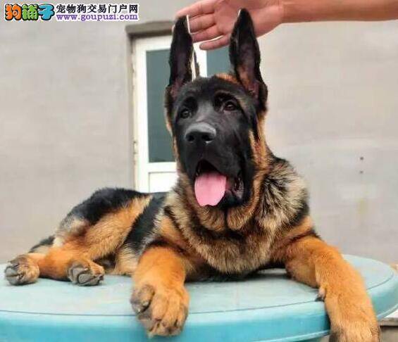 德国牧羊犬患上犬瘟后，没精神没食欲应如何治疗