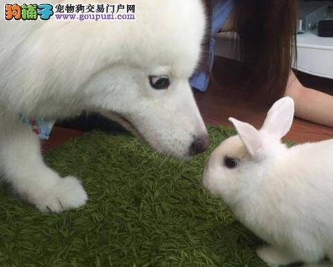 兔兔的第一位狗朋友