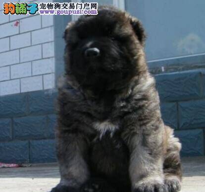 高加索犬生病应该吃哪些食物