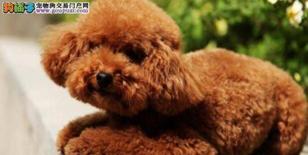 泰迪犬身上异味清除方法大盘点